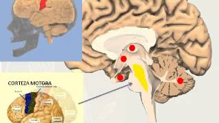 formacion reticular UM [upl. by Sax]