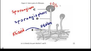 Parts of a Rhizopus and their Functions [upl. by Aninay]