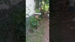 monitoring stingless bee farming stinglessbee honey [upl. by Thant]