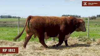 02 Toro Polled Hereford RP 1812 [upl. by Aicelf384]