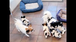 Papillon puppies 5 weeks old [upl. by Chatterjee]