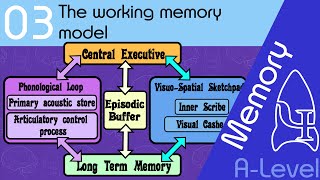 The working memory model AQA ALevel [upl. by Olatha]