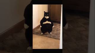 The FUNNIEST FAT CATS Ever [upl. by Ecirad]