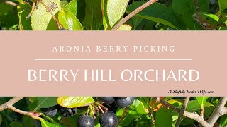 A VISIT TO BERRY HILL ORCHARD to Pick Aronia Berries [upl. by Ahsiel122]