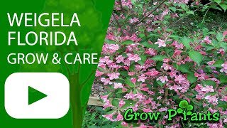 Weigela florida  grow amp care Weigela plant [upl. by Landel]