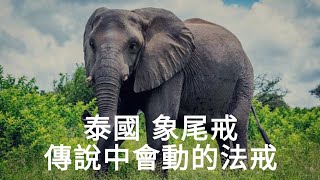 神奇的象尾戒 I 會走路還會折返誰知道是甚麼原理 [upl. by Nelrac928]