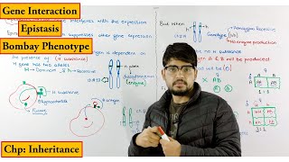 Epistasis  Bombay Phenotype  Biology lecture chapter genetics  Inheritance [upl. by Tuttle]