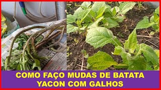 COMO FAÇO MUDAS DE BATATA YACON COM GALHOS [upl. by Erastatus625]