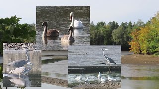 Am Mittelteich Moritzburg beobachtet  Graureiher Schwäne Möwen 0910 [upl. by Ahsiekrats]