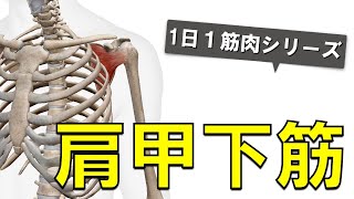 【1日1筋肉×肩甲下筋】肩甲骨ウラに潜む内旋筋：肩甲下筋の起始停止と作用について [upl. by Asseniv]