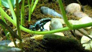 Dendrobates auratus Highland Bronze morph feeding [upl. by Leihcim806]