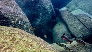 Swimming With Cichlids  Tropheus moorii yamsamba island  Additional footage [upl. by Nahtnhoj]