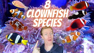 Ultimate Guide to Clownfish Species  8 Different Types of Clownfish Which is Right For You [upl. by Kliment1]