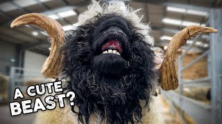 Shearing a HUGE Valais Blacknose RAM [upl. by Prima]