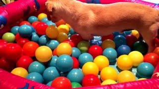 Beagle Ball Pit [upl. by Eniamrej]