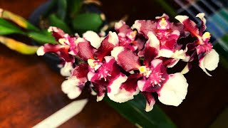 Plant Orchid Care  Oncidium Heaven Scent Redolence Chocolate Scented [upl. by Calysta]