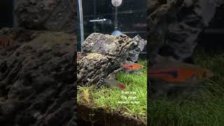 Espei rasbora 🐠 shorts trending viral Malayalam aquascape plantedcreek [upl. by January]