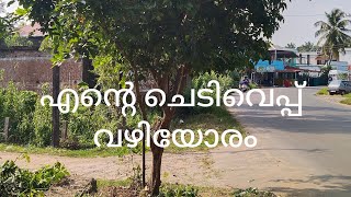 planted tree 5 years ago l chediveppu l mullakkal [upl. by Elephus373]