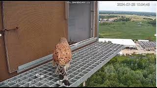 Konstancin Jeziorna Orange PL Kestrels Male guarding the nest  departure  2024 07 29 10 40 [upl. by Eneloj]