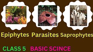 CLASS5BASIC SCIENCEEPIPHYTES PARASITESSAPROPHYTES [upl. by Tamarah]