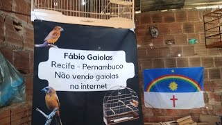 Como fazer gaiolas parte 46Fábio gaiolas recife [upl. by Layap144]