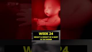 24 weeks pregnant  baby growth in pregnancy  week by week pregnancy [upl. by Wildee]