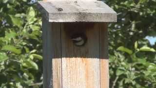 Chickadees Fledging [upl. by Ode]