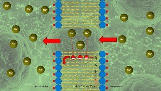 Mecanismo de transporte de la membrana celular [upl. by Brosy]