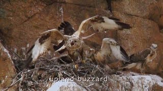 upland buzzard  Buzzard Hunting Pika Gobi Desert [upl. by Nonohcle]