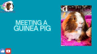 Guinea pig of the day [upl. by Fawnia]