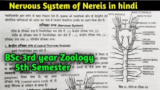 Nervous System of Nereis in Hindi  BSc 3rd year Zoology 5th Semester in Hindi [upl. by Llerdnad265]