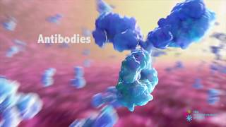 How do Antibodies Work [upl. by Hluchy]