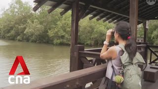 Sungei Buloh Wetland Reserve celebrates 30 years with special activities [upl. by Sheilah282]