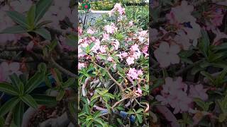 Adenium Arabicum Blooms bonsai adenium floweringplant plants shorts viral desertrose garden [upl. by Alemac]