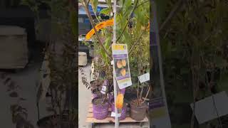 Fruit Tree Sale 50 Off  16 for Peach Trees Plum Trees Pear Trees and More [upl. by Halfon]