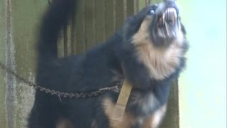 German Shepherds Wild Barking [upl. by Nybor]