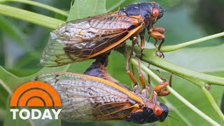 Trillions of cicadas to appear in first double emergence in 200 years [upl. by Einohtna]