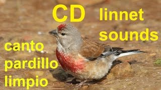 canto pardillo  Linnet singing chant de linotte melodieuse [upl. by Drannek]