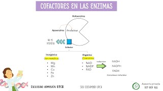 Examen admisión UPCH Cayetano Heredia PRE CAYETANO [upl. by Brink]