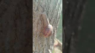 Taille dun mûrier platane en tête de chat 🌳 [upl. by Tecla]