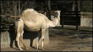 Dromedary Camel Camelus dromedarius [upl. by Htiel]