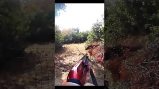 великолепный кадр кабана hunting cinghiale chasse wildboar охота [upl. by Brezin439]