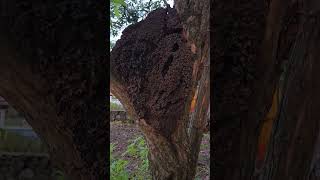 Nasute Termite Nest in Costa Rica [upl. by Asilrahc]