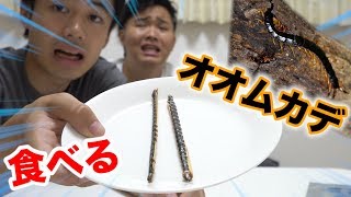 【閲覧注意】虫嫌いがオオムカデ食べたけど美味いの？マズイの？ [upl. by Leontina]