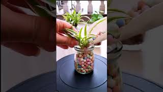 How to Grow Spider Plant in Water homedecor plants diyhomedecor [upl. by Jedidiah]