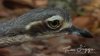 Bush Stone Curlew  Burhinus grallarius  HD Video Clip 1 Australian Bird Media [upl. by Aicenet]