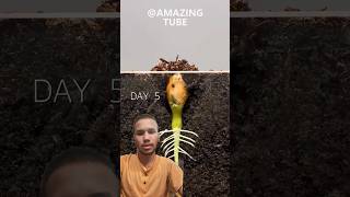 peanat plant grow timelapse plants garden gardening agriculture timelapse [upl. by Odin130]