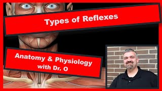 Types of Reflexes Anatomy and Physiology [upl. by Bev53]