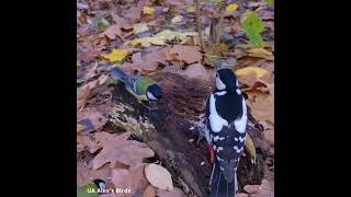 Дуже коротка зустріч Дятла і Синиці A very short meeting between the Woodpecker and the Tit birds [upl. by Kliman]