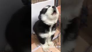 This Baby Husky Howling and Barking Like Crazy Is the CUTEST Thing Ever [upl. by Nomyt665]